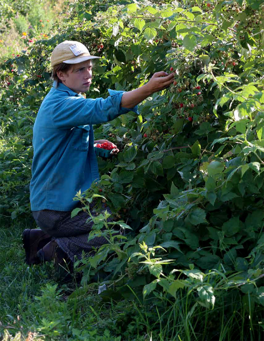 Fighting food insecurity with fresh produce