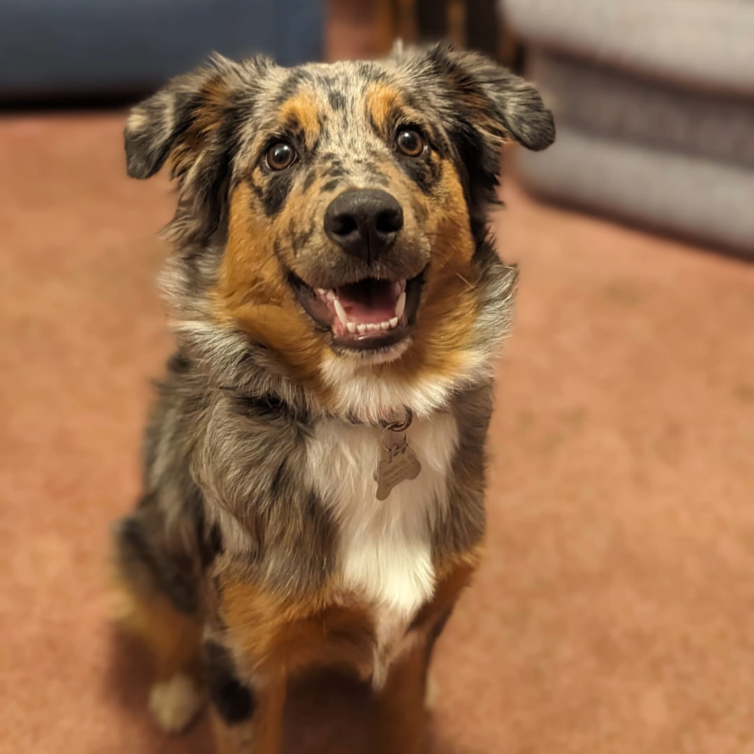 Winnie, Ashley's Australia shepherd